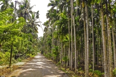 The Betlenut plantation