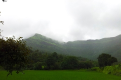 The paddy field with a healthy crop of the season