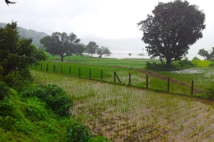 Monsoon help the farmers for cultivation