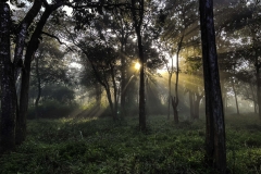 Show of lights in the forest of Bandipur