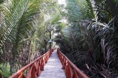 The long mangrove walk in Dhani Nallah