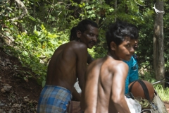 Honey gatherers in search of beehives