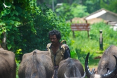 An Indian cowboy driving his herd