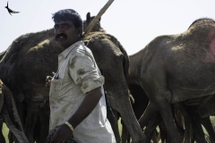 A camel rearer taking his herd through the road