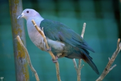 Andaman Wood Pigeon, the state bird of Andaman
