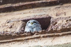 One from the pair of owls