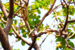 The Coppersmith Barbet