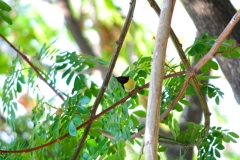 The female Purple Sunbird