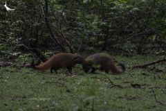 Ruddy Mongoose