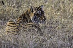 The tigress of zone-3 in Ranthambore National Park