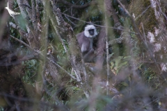 Tarai Grey Langur