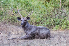 Sambar Stag