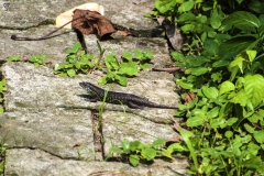 The Andaman Skink