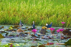 Swamphen
