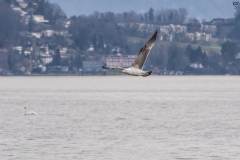 Lake Lucerne with a Greater Black-backed Gull
