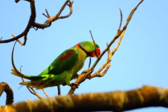 The leader of the Alexandrine Parakeets