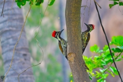 Black-rumped Flameback Woodpecker