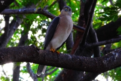 The Shikra