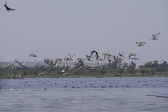 A Black-winged Stilt along with the group of Black-winged Godwits