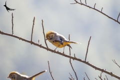Bar-throated Minla