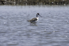Black-winged Stilt