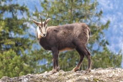 Chamois