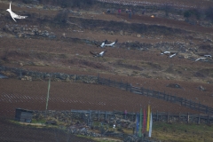 Cranes in flight