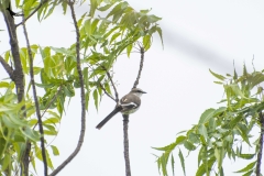 White-belied Minivet female