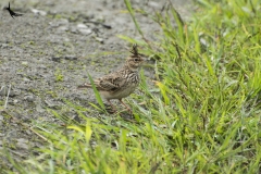 Crested Lark