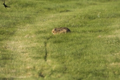 A hare sitting quietly within the grass