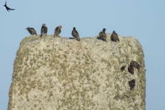 Common Starlings, the present residents of Stonehenge