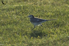 White Wagtaill