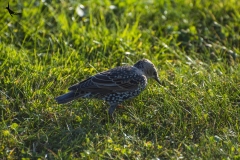 Common Starling