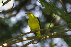 Golden oriole female