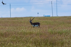 A male Blackbuck in the grassland