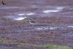 Little-ringed Plover in the plateau
