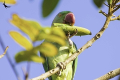 "See how I bite open the leg piece ;P"