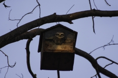 Spotted owlet says "Who's there?"