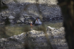 Black Stork