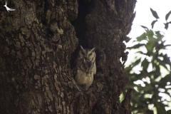 A pair of scoop owl in the forest