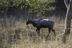 A male Nilgai