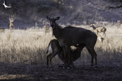 A Nilgai mother feeding her grown up calf