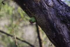 Rose ringed Parakeet