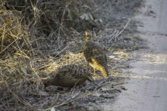 A pair of Grey Francolin