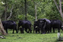 Herd of Elephant with their tiny ones
