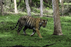 T99 male