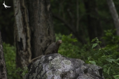 Ruddy Mongoose