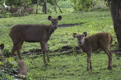 Sambar Deer