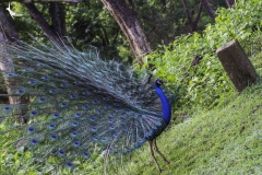 Our national bird in full glory