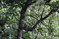 Watch out for the red part on the branch above